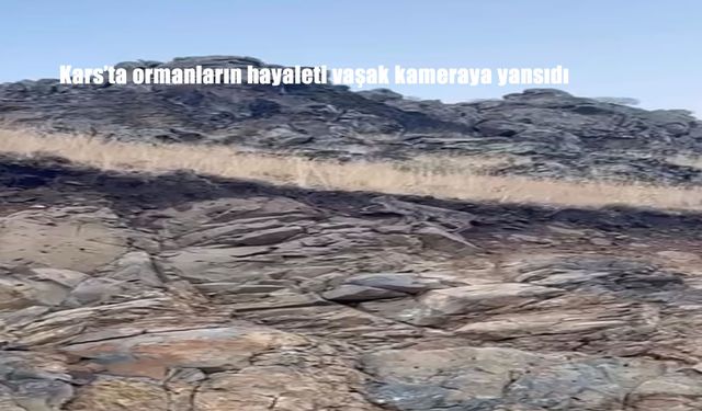 Kars'ta ormanların hayaleti vaşak kameraya yansıdı