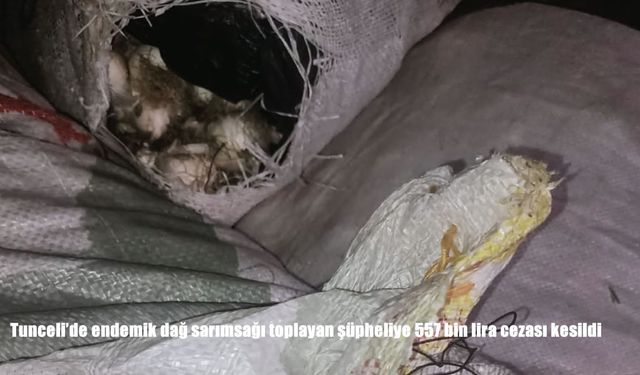 Tunceli'de endemik dağ sarımsağı toplayan şüpheliye 557 bin lira cezası kesildi