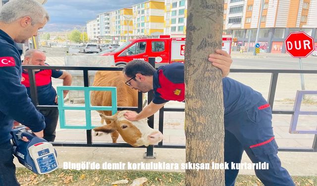 Bingöl'de demir korkuluklara sıkışan inek kurtarıldı