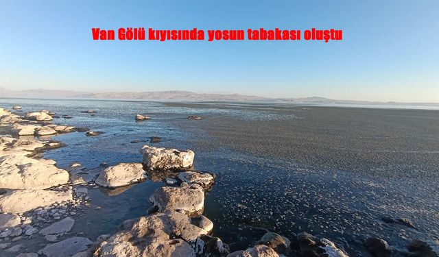 Van Gölü Kıyısında Yoğun Yosun Tabakası Oluştu