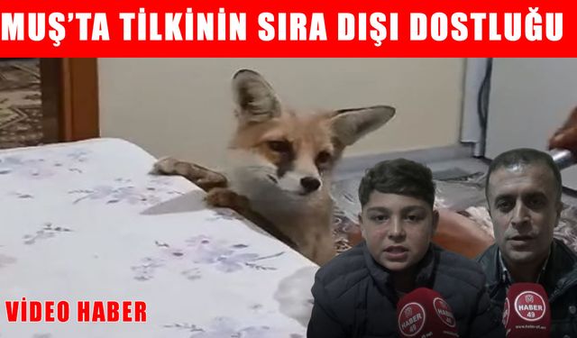 Muş’ta sıra dışı dostluk: Tilki her akşam aynı eve gidiyor