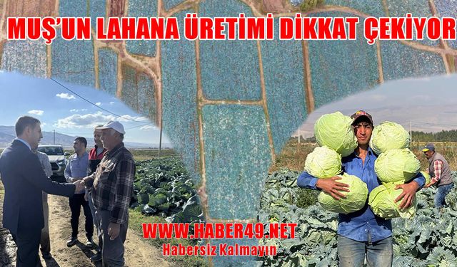 Muş’ta lahana hasadı sürüyor: İl Tarım Müdürü Gönç üreticilerle buluştu