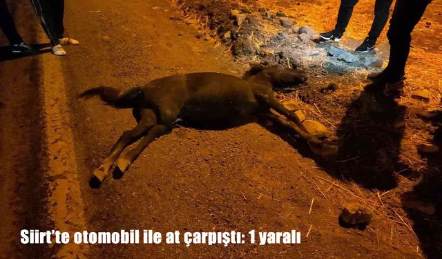 Siirt’te otomobil ile at çarpıştı: Sürücü yaralandı, at telef oldu