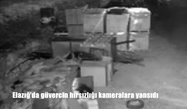 Elazığ’da kümese giren hırsız güvercinleri çaldı