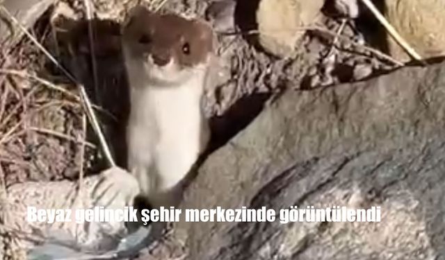 Beyaz gelincik şehir merkezinde görüntülendi