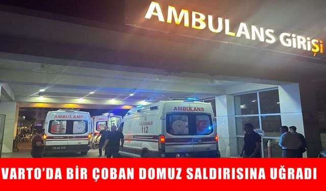 Varto’da domuz saldırısına uğrayan çoban yaralandı