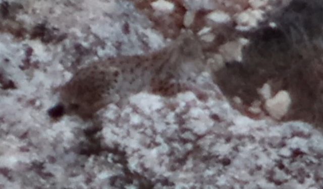 Tunceli’de vaşak görüntülendi