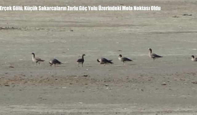 Erçek Gölü, Küçük Sakarcaların Zorlu Göç Yolu Üzerindeki Mola Noktası Oldu