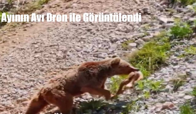 Ayının Avı Dron ile Görüntülendi