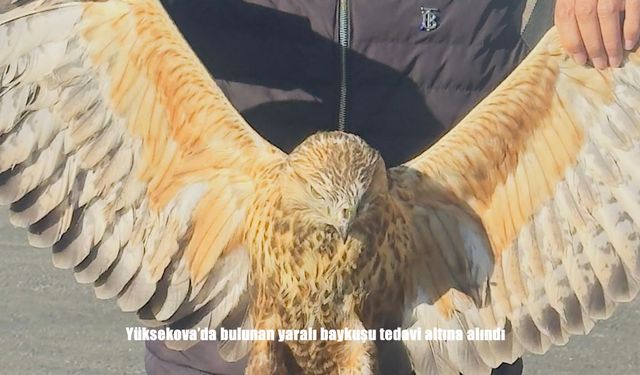 Yüksekova'da bulunan yaralı baykuşu tedavi altına alındı