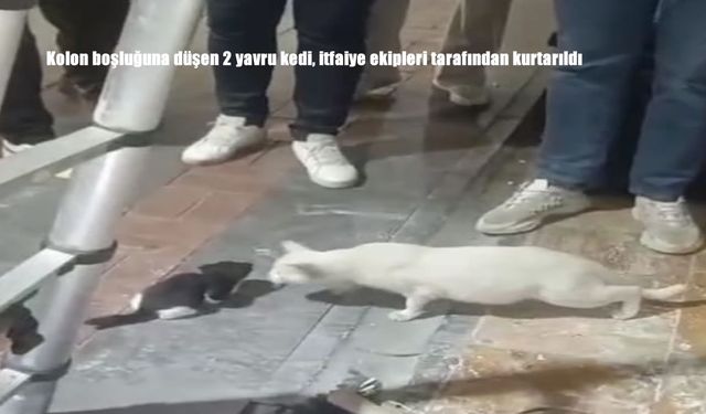 Kolon boşluğuna düşen 2 yavru kedi, itfaiye ekipleri tarafından kurtarıldı