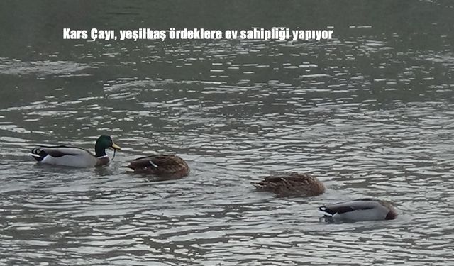 Kars Çayı, yeşilbaş ördeklere ev sahipliği yapıyor
