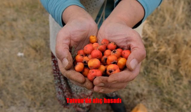 Tatvan’da Alıç Hasadı Başladı: Kuraklık Rekolteyi Düşürdü