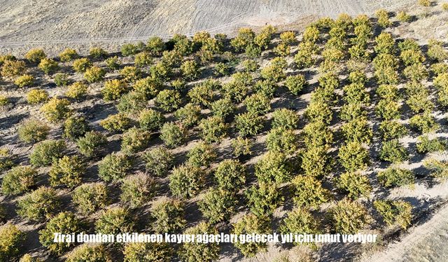 Zirai dondan etkilenen kayısı ağaçları gelecek yıl için umut veriyor