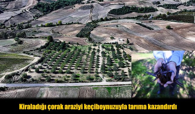 71 Yaşında Çorak Araziyi Keçiboynuzuyla Tarıma Kazandırdı
