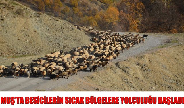 Muş'tan Sıcaklara: Besicilerin Zorlu Kış Göçü Başladı!