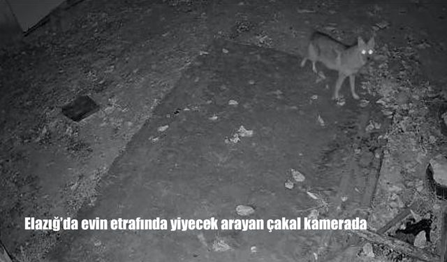 Elazığ'da evin etrafında yiyecek arayan çakal kamerada