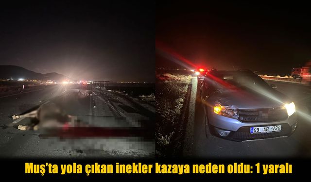 Muş-Bitlis Karayolunda trafik kazası: 1 yaralı