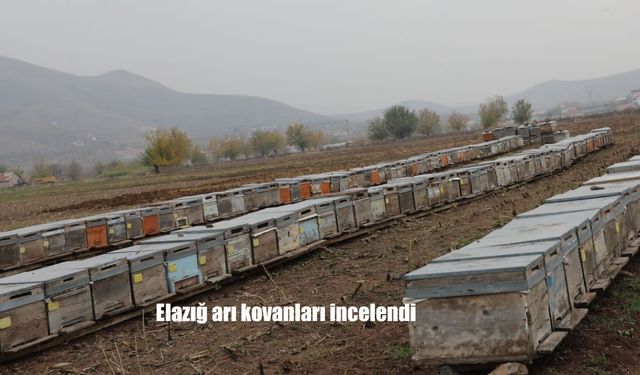 Elazığ arı kovanları incelendi