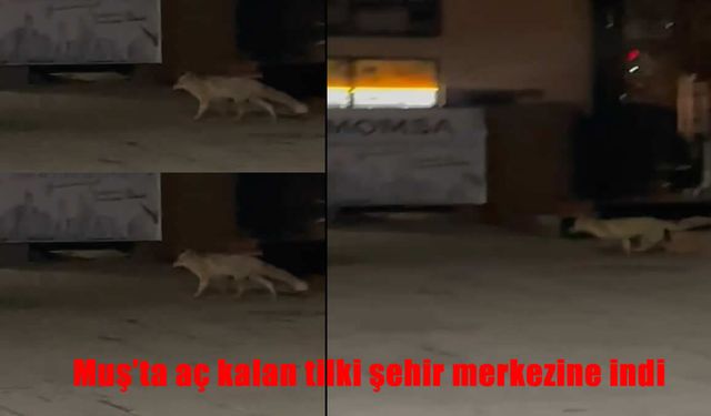 Aç Kalan Tilki Muş Çarşısında! Şehir Merkezinde Sürpriz Ziyaret