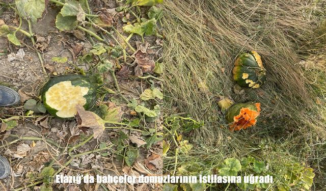 Elazığ’da bahçeler yaban domuzlarının istilasına uğradı