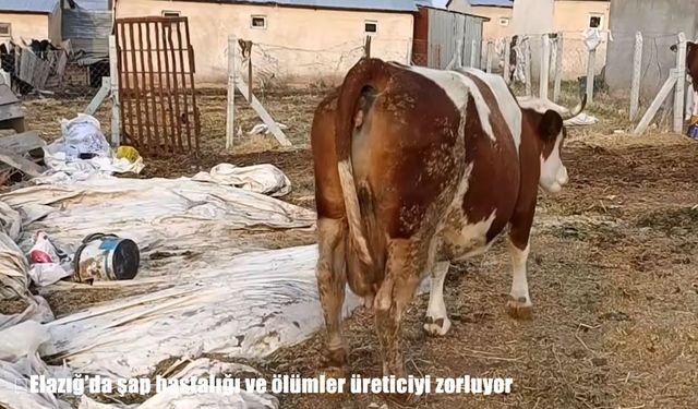 Elazığ’da Şap Hastalığı Yayılıyor: Üreticiler Hayvan Kayıplarıyla Mücadele Ediyor