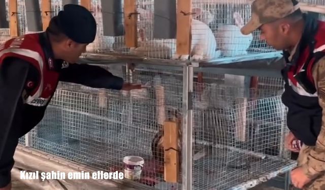 Van’da İzinsiz Beslenen Kızıl Şahin Koruma Altına Alındı