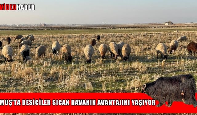 Muş’ta sıcak hava besicilerin yüzünü güldürdü: "Hem yemden hem de samandan kârdayız"