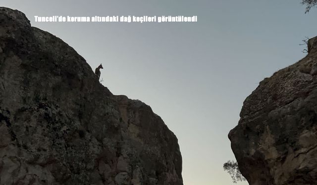 Tunceli'de koruma altındaki dağ keçileri görüntülendi