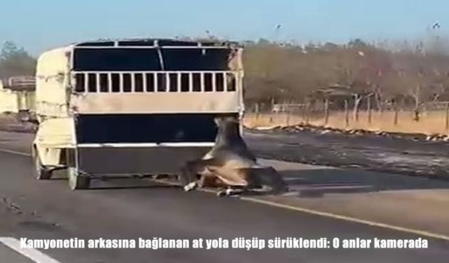 Batman-Siirt çevre yolunda tepki çeken görüntüler: Kamyonetin arkasına bağlanan at yola düşüp sürüklendi