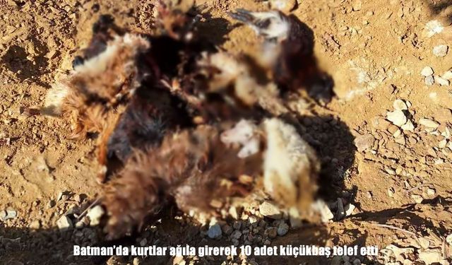 Batman’da kurtlar ağıla saldırdı: 10 küçükbaş hayvan telef oldu