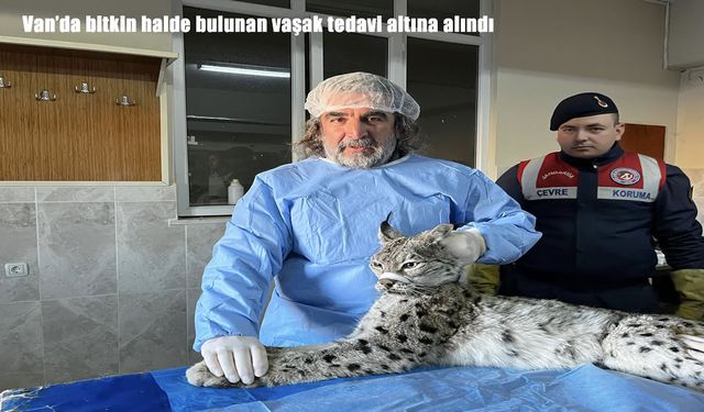 Van'da bitkin halde bulunan vaşak tedavi altına alındı