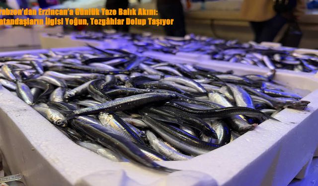 Trabzon’dan Erzincan’a Günlük Taze Balık Akını: Vatandaşların İlgisi Yoğun, Tezgâhlar Dolup Taşıyor
