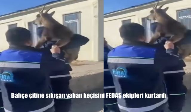 Bahçe çitine sıkışan yaban keçisini FEDAŞ ekipleri kurtardı