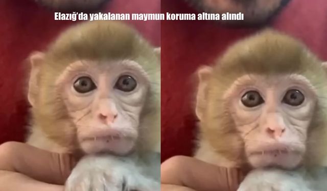 Elazığ’da yakalanan maymun koruma altına alındı