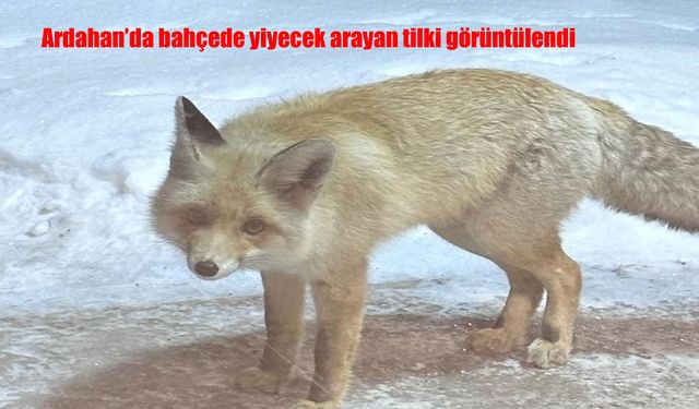 Ardahan'da bahçede yiyecek arayan tilki görüntülendi