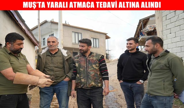 Muş’ta yaralı halde bulunan atmaca tedavi altına alındı