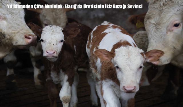 Yıl bitmeden çifte mutluluk: Elazığ’da bir inekten ikiz buzağı
