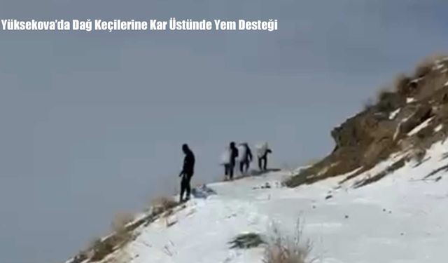 Yüksekova’da Dağ Keçilerine Kar Üstünde Yem Desteği