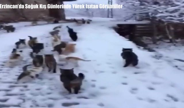 Erzincan’da Soğuk Kış Günlerinde Yürek Isıtan Görüntüler
