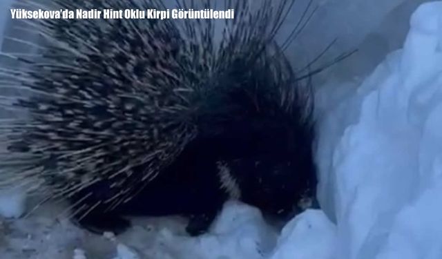 Yüksekova’da Nadir Hint Oklu Kirpi Görüntülendi