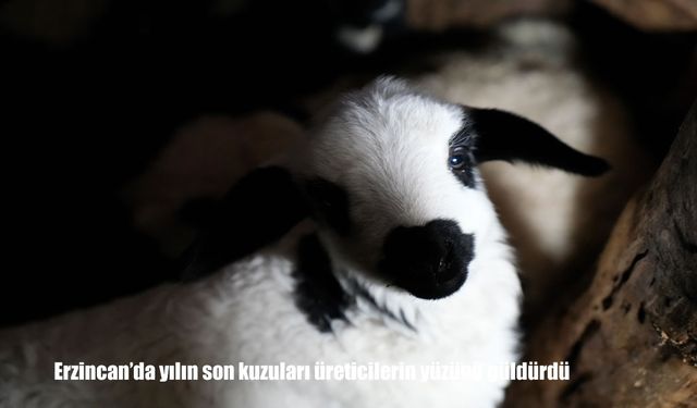 Erzincan’da yılın son kuzuları üreticilerin yüzünü güldürdü