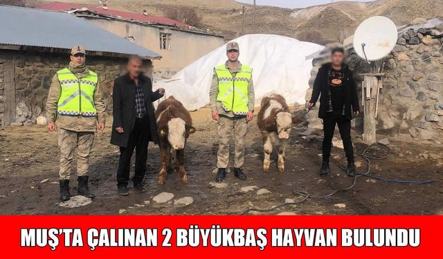 Muş’ta büyükbaş hayvan hırsızlığı