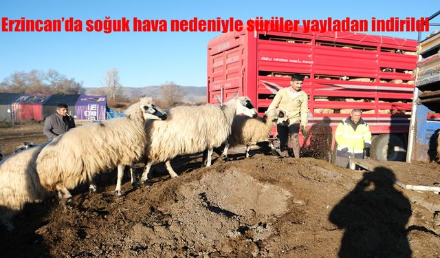 Erzincan'da soğuk hava nedeniyle sürüler yayladan indirildi