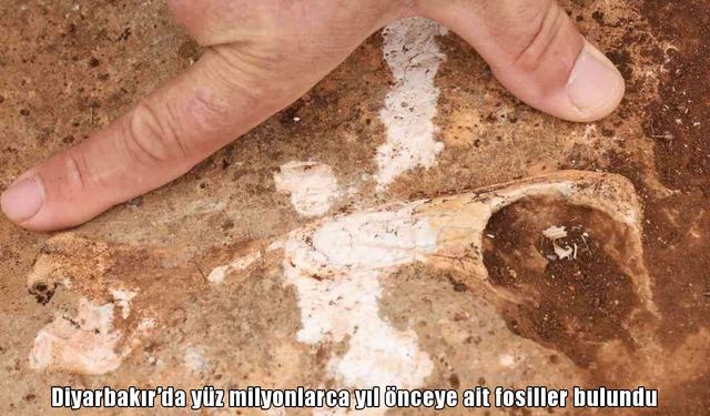 Diyarbakır’da yüz milyonlarca yıl önceye ait fosiller bulundu