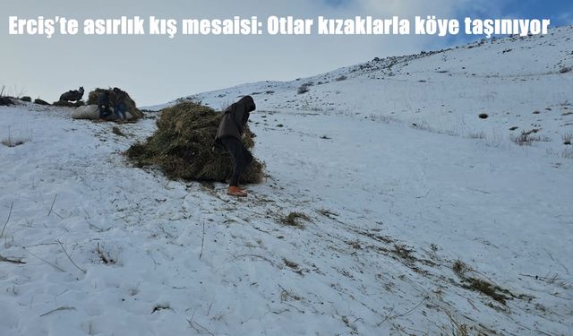 Erciş'te asırlık kış mesaisi: Otlar kızaklarla köye taşınıyor