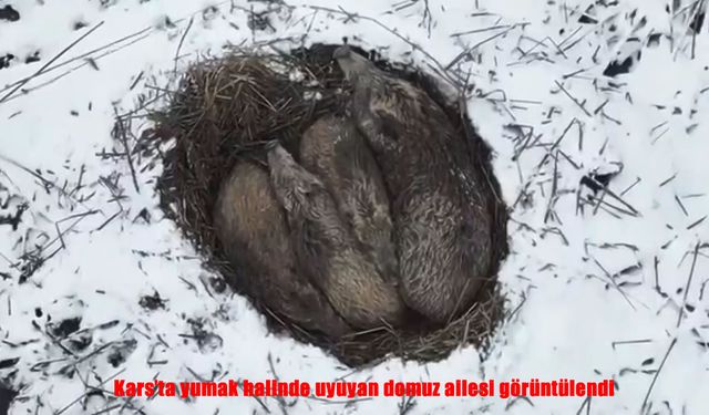 Kars'ta uyuyan domuz ailesi görüntülendi
