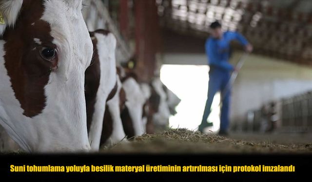 Suni Tohumlamayla Besilik Hayvan Üretimi Artacak: Yeni Protokol İmzalandı