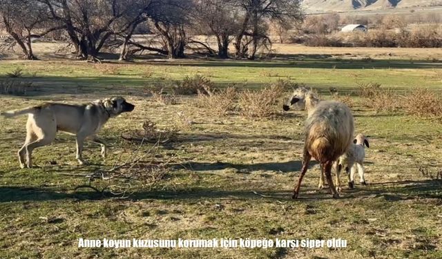 Erzincan’da anne koyunun yürek ısıtan koruma mücadelesi