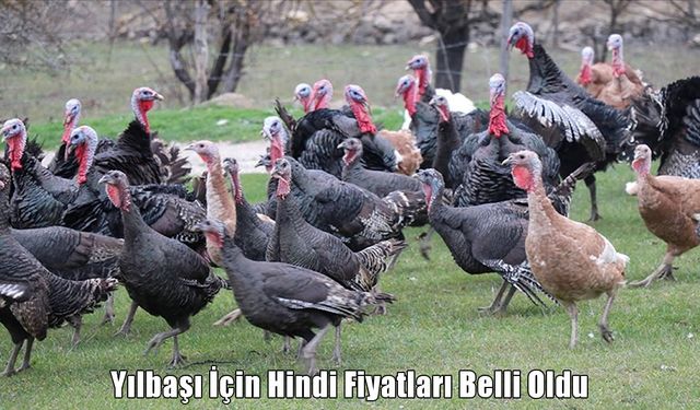 Yılbaşı sofralarının vazgeçilmezi hindi fiyatları belli oldu
